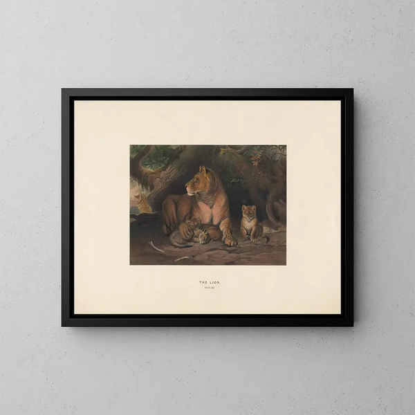 Der Löwe - Joseph Wolf — gerahmtes Bild an der Wand