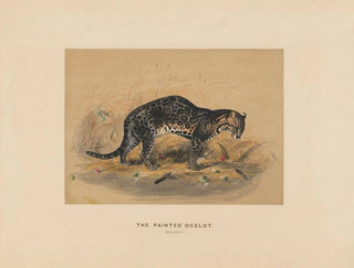 L'ocelot peint - Joseph Wolf — Ansicht des Kunstwerks