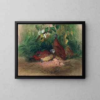 Joseph Wolf - The Painted SpurFowl.webp