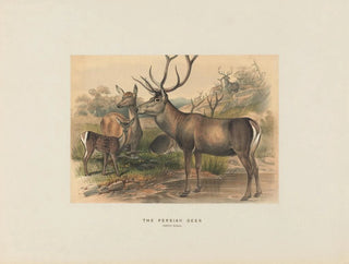 Joseph Wolf - The Persian Deer.webp