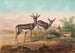 Die persische Gazelle - Joseph Wolf — Ansicht des Kunstwerks