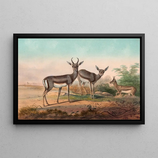 Joseph Wolf - The Persian Gazelle.webp
