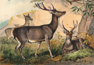 Joseph Wolf - The Rusa Deer.webp