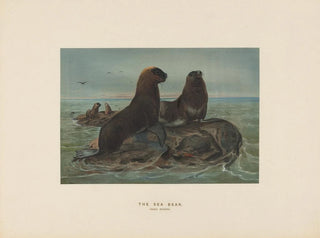L'ours de mer - Joseph Wolf — Ansicht des Kunstwerks