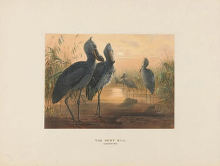 Der Huflattich - Joseph Wolf — Ansicht des Kunstwerks