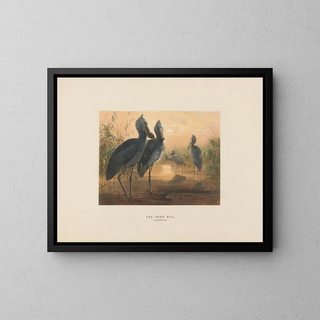 Der Huflattich - Joseph Wolf — gerahmtes Bild an der Wand