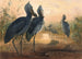 Le Bec-en-sabot - Joseph Wolf — Ansicht des Kunstwerks