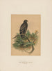 L'aigle tacheté - Joseph Wolf — Ansicht des Kunstwerks