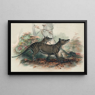 Joseph Wolf - The Thylacine.webp