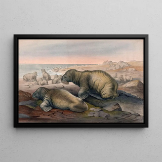 Joseph Wolf - The Walrus.webp