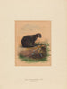 Der Jaguar-Katze - Joseph Wolf — Ansicht des Kunstwerks