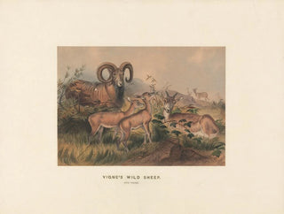 Vignes de moutons sauvages - Joseph Wolf — Ansicht des Kunstwerks