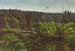 Tiefer Wald mit umgestürzten Bäumen - Józef Chełmoński — Ansicht des Kunstwerks