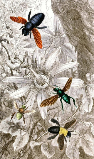 Jules Rothschild - Nvroptres Pl VII.webp
