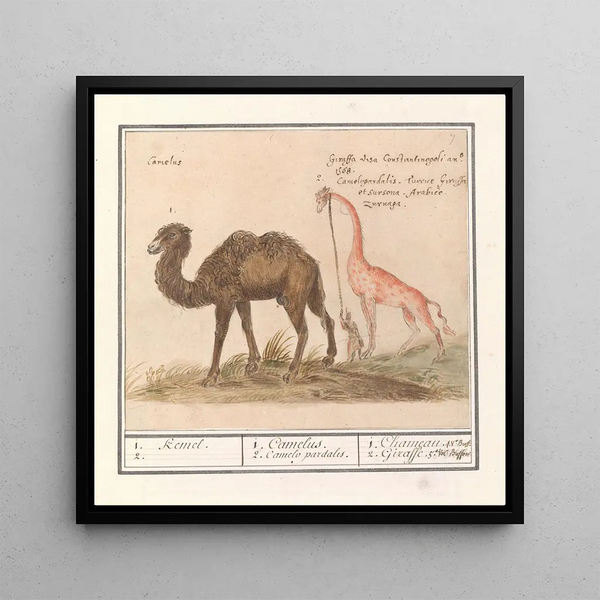 Kameel Camelus ferus bactrianus en girafe Giraffa - Anselmus Botius de Boodt