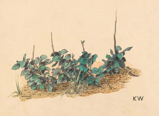 Karl Wiener - Ohne Titel Grnpflanzen.webp