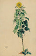 Sonnenblume - Karl Wiener — Ansicht des Kunstwerks