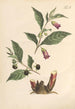 Illustration und Beschreibung beliebter von achtundvierzig giftigen Pflanzen Pl01 - Karl Wilhelm Juch — Ansicht des Kunstwerks