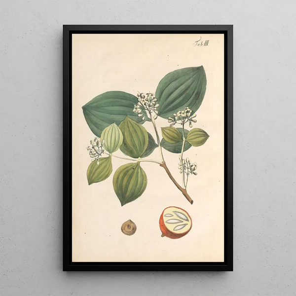 Karl Wilhelm Juch - Abbildung und populare Beschreibung von acht und vierzig Giftpflanzen Pl03.webp