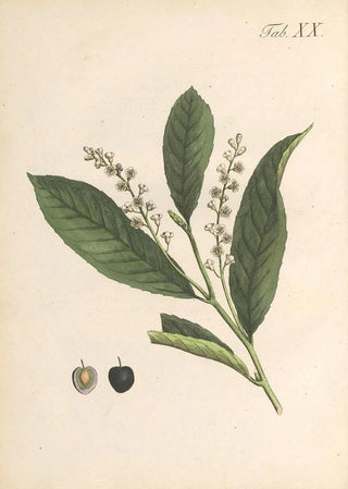 Karl Wilhelm Juch - Abbildung und populare Beschreibung von acht und vierzig Giftpflanzen Pl20.webp
