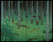 Wald von Mori - Katayama Bokuyō — Ansicht des Kunstwerks