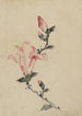 Großes Blumen-Gemälde rosa auf einem Stiel mit drei zusätzlichen Knospen - Katsushika Hokusai — Ansicht des Kunstwerks