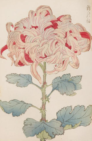 Keika Hasegawa - Keika hyakugiku Pl13.webp