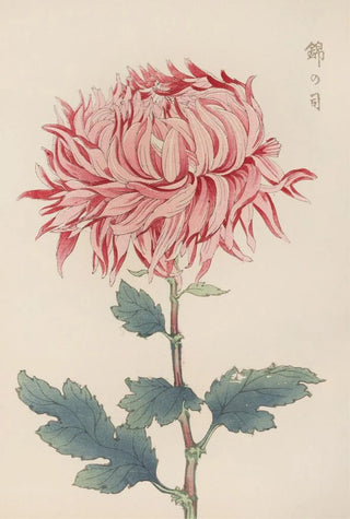 Keika Hasegawa - Keika hyakugiku Pl20.webp