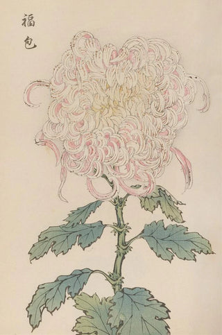 Keika Hasegawa - Keika hyakugiku Pl34.webp
