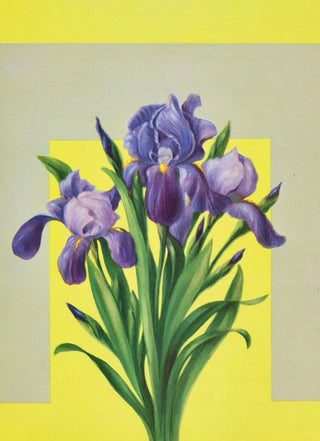 Lafayette F Cargill - Iris.webp