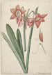 Amaryllis Haworthia Margaritiferas - Laurens Jacobsz van der Vinne — Ansicht des Kunstwerks
