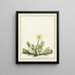 Mésembryanthème à fleurs - Laurens Vincentsz van der Vinne — gerahmtes Bild an der Wand