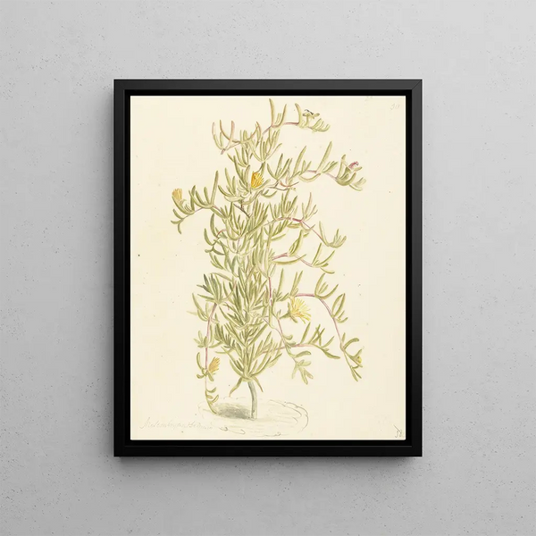 Laurens Vincentsz van der Vinne - Bloeiende Mesembryanthemum uit de familie der Aizoaceae.webp