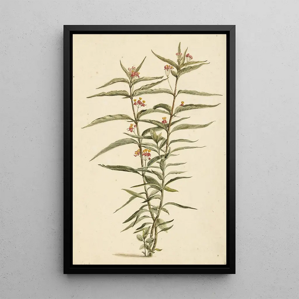 Laurens Vincentsz van der Vinne - Bloeiende frederiksbloem Asclepias curassavica.webp