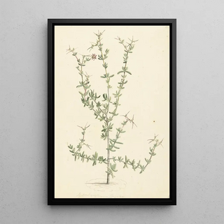 Laurens Vincentsz van der Vinne - Mesembryanthemum spinosum.webp