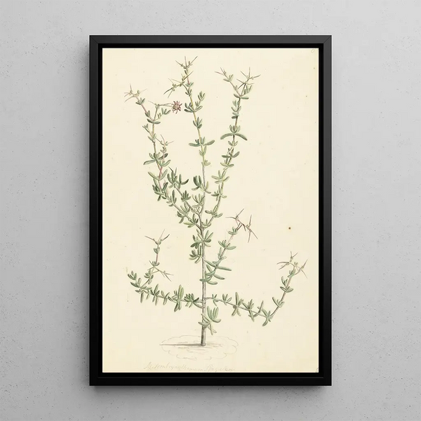Laurens Vincentsz van der Vinne - Mesembryanthemum spinosum.webp