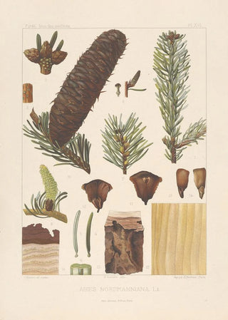 Leon Gabriel Charles Parde - Iconographie des coniferes Pl06.webp