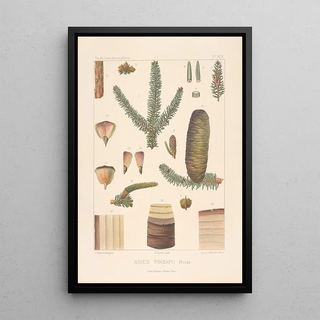 Leon Gabriel Charles Parde - Iconographie des coniferes Pl08.webp