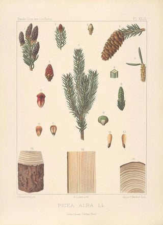 Leon Gabriel Charles Parde - Iconographie des coniferes Pl09.webp