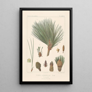Leon Gabriel Charles Parde - Iconographie des coniferes Pl14.webp