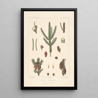 Leon Gabriel Charles Parde - Iconographie des coniferes Pl19.webp