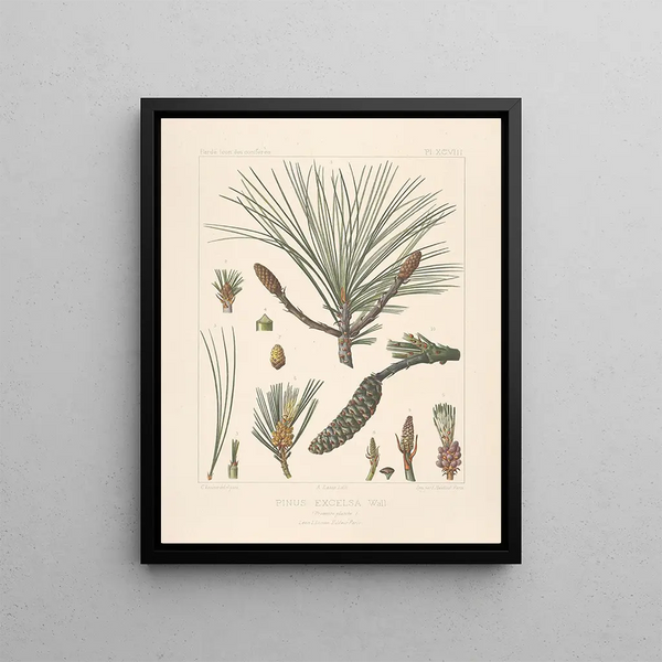 Leon Gabriel Charles Parde - Iconographie des coniferes Pl25.webp