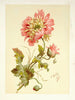 Mohnblumen - Lilly Walther — Ansicht des Kunstwerks