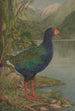 Ohne Titel Takahe - Lily Attey Daff — Ansicht des Kunstwerks