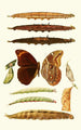 Novitates zoologicae pl 3 - Lionel Walter Rothschild — Ansicht des Kunstwerks