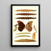 Novitates zoologicae pl 3 - Lionel Walter Rothschild — gerahmtes Bild an der Wand