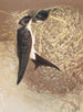 Fenster-Hirondelle - Léon-Paul Robert — Ansicht des Kunstwerks