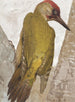 Pic vert - Léon-Paul Robert — Ansicht des Kunstwerks