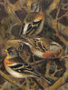 Pinson des Ardennes - Léon-Paul Robert — Ansicht des Kunstwerks
