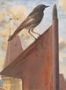 Roter Schwanz - Léon Paul Robert — Ansicht des Kunstwerks